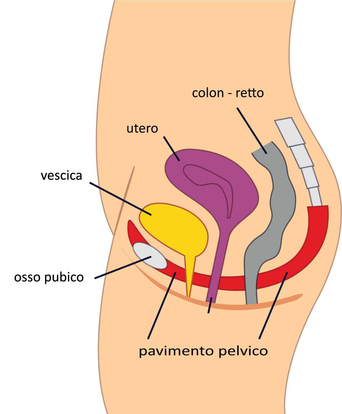 Pavimento Pelvico - Anatomia funzionale